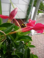 Hummeln_muttis_Blumen(5).webp Hummeln_muttis_Blumen(5).webp