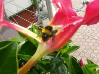 Hummeln_muttis_Blumen(7).webp Hummeln_muttis_Blumen(7).webp
