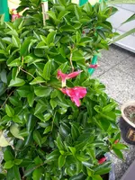 Hummeln_muttis_Blumen(10).JPG