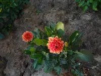 DSC03190.webp