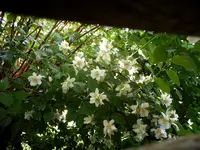 Garten Juni 15.jpg