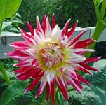 DSCN0413Cha Cha.webp