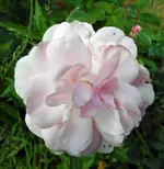 DSCN0419unknown.webp