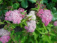 DSCN0423Sommerspiere.jpg
