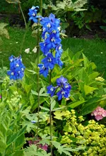 DSCN0425Rittersporn.webp