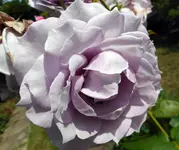 DSCN0431Novalis.webp