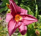 DSCN0432Taglilie.webp