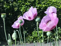 DSCF1416 (2).webp