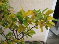Baum.jpg