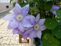 P1110033.webp