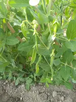 IMG_20180619_190358.webp