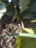IMG_20180619_190548.webp
