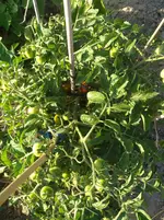 IMG_20180619_190615.webp
