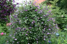 Cl.vit.botanische Art0718.webp