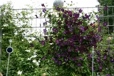 Cl.vit.Viola0718.webp