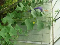 P1130834.webp