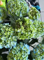 IMG_20180620_064818.webp