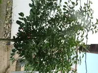 P1130841.webp