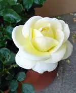 P1060250.webp