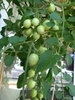 c039.webp
