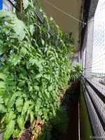 c041.webp