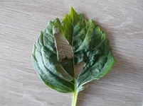 Hortensie.jpg