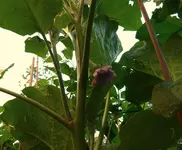 Aubergine.jpg