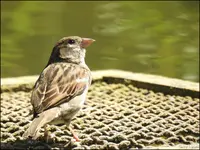 c045.webp