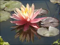 c046.webp