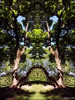 cBaum1 (1).webp
