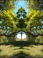 cBaum1 (3).webp
