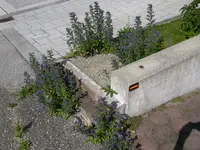 Natternkopf_21_06_2018 (1).webp
