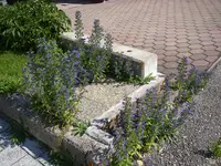 Natternkopf_21_06_2018 (3).webp