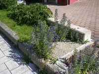 Natternkopf_21_06_2018 (4).webp