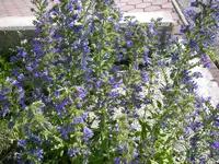 Natternkopf_21_06_2018 (5).webp