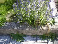 Natternkopf_21_06_2018 (6).webp