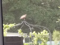 bussard2.webp