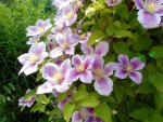 Clematis 1.jpg