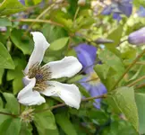 Clematis 5.webp