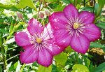 Clematis 6.jpg