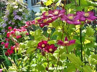 Clematis 7.webp