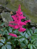 Astilbe.jpg