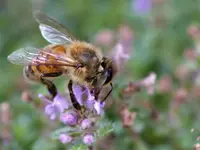Biene.webp