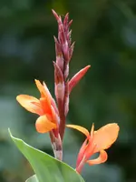 Canna.webp