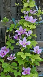 Clemi.webp