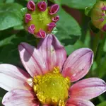 Dahlie.webp