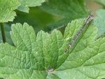 Libelle.jpg