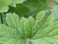 Libelle.webp