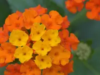 Wandelröschen.webp