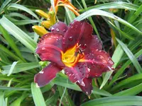 dominik_1024x768.webp